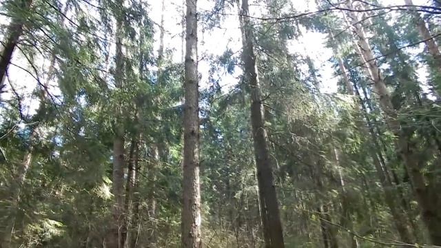 VLOG прогулка по лесу весной смотреть онлайн