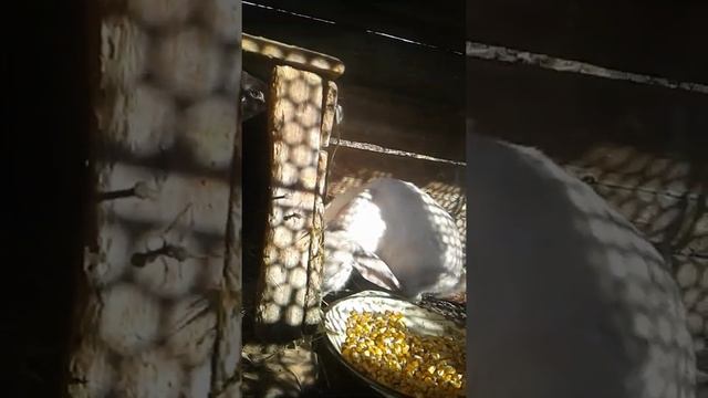 кролики что они кушают какие есть породы кроликов смотреть онлайн