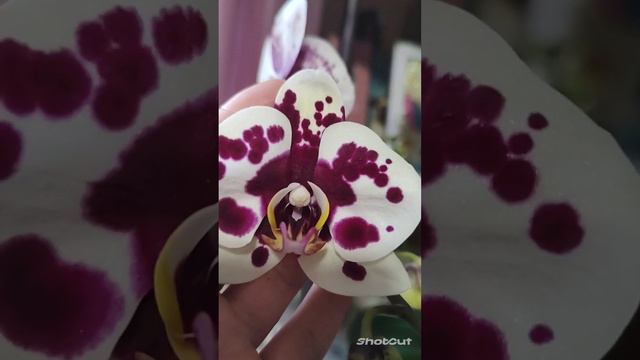 Мої орхідеї 🌸 Орхідеї red eye , murcia ,manta penida, бінті 😍 смотреть онлайн