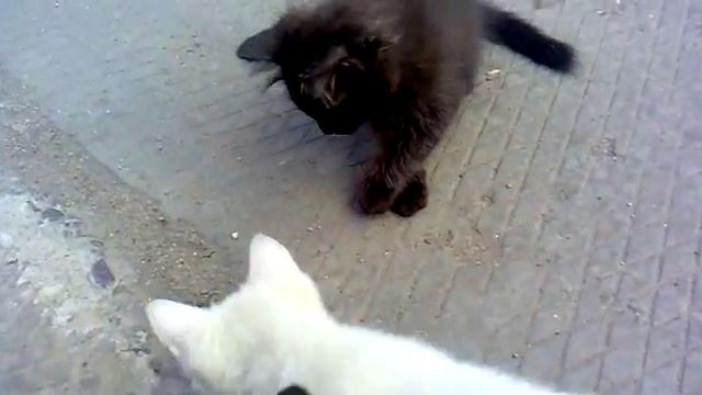 кота ужалила оса