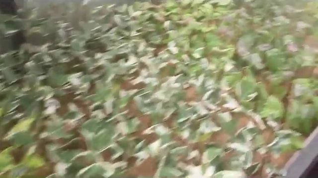 Черенкование растений смотреть онлайн