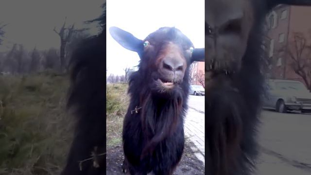 Крутой козел)) смотреть онлайн