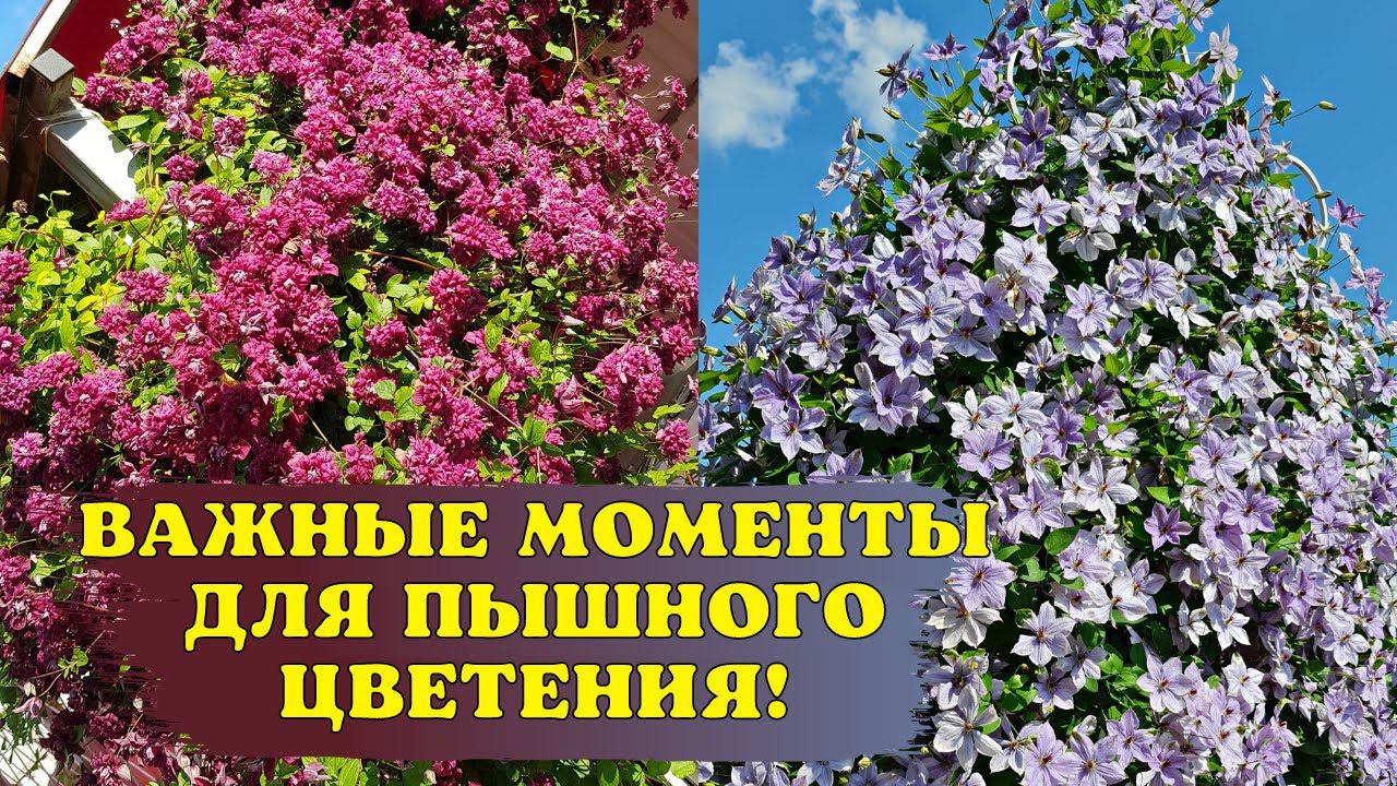 Готовлю КЛЕМАТИСЫ к ПЫШНОМУ ЦВЕТЕНИЮ. ОБРЕЗКА и ПОЛИВ МОЛОКОМ смотреть онлайн