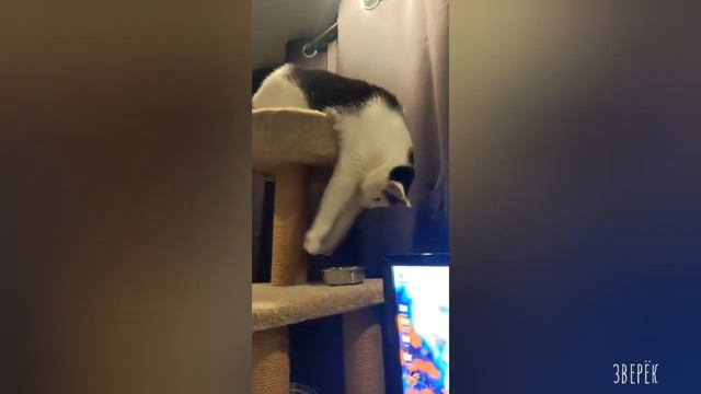 Дикие и домашние животные-№34 смотреть онлайн