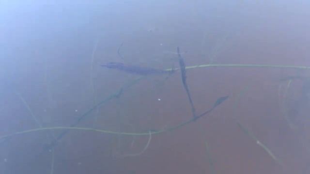 щука здесь есть! самая маленькая щучка смотреть онлайн