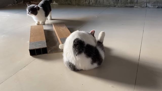 Cat in heat ? || May vs Tuni || Munchkin Mate || Cat breeding ? смотреть онлайн