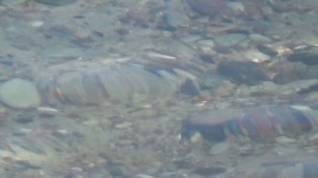 Такое я ещё на море это не видел Вот это море! смотреть онлайн