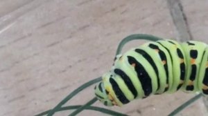 КАК Я НАШЕЛ И ВЫРАСТИЛ ГУСЕНИЦУ МАХАОНА