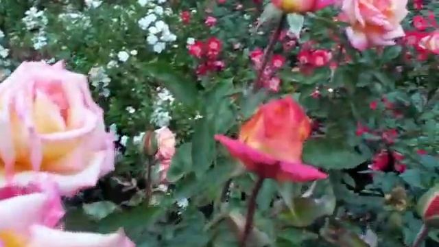 Rose Sheilas Perfume.mov