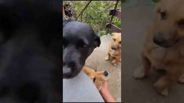 Владимир Добро Бригада