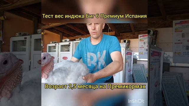 вес индейки Биг 6 в 2,5 месяца на Премикорме. смотреть онлайн