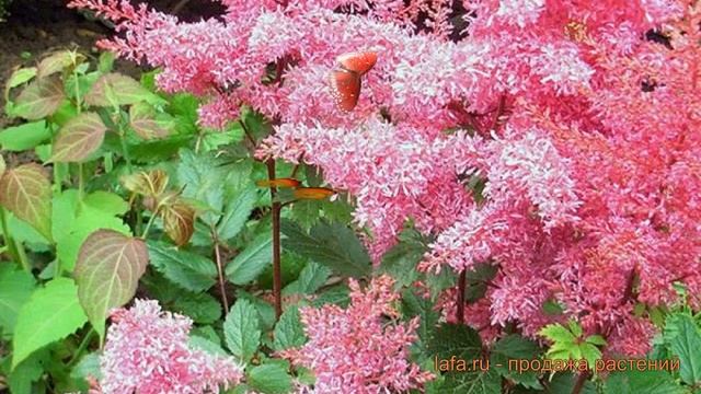 Астильба арендса Рэззл Дэззл ? астильба Рэззл Дэззл обзор: как сажать саженцы астильбы Рэззл Дэззл смотреть онлайн