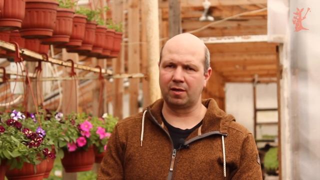 Как вырастить Виноград на даче // Кенгуру смотреть онлайн