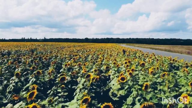 Sunflowers. 3 Interesting facts. Подсолнухи. 3 интересных факта! В субтитрах. Read the Subtitles. смотреть онлайн