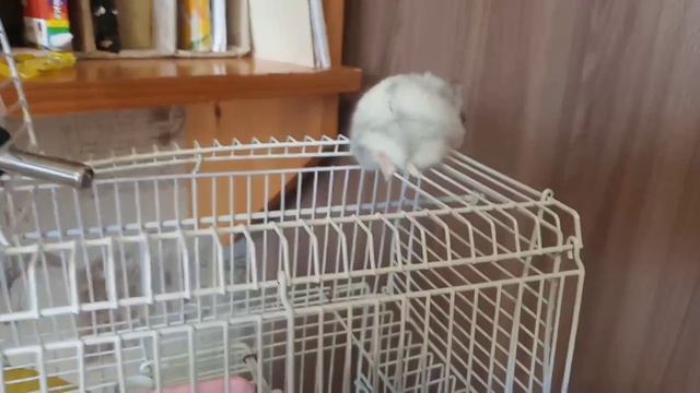 Один день из жизни хомяка. Жан Ван Клод хомяк 🐹. Тренировка хомяка.Побег из клетки. Боец хомяк. смотреть онлайн