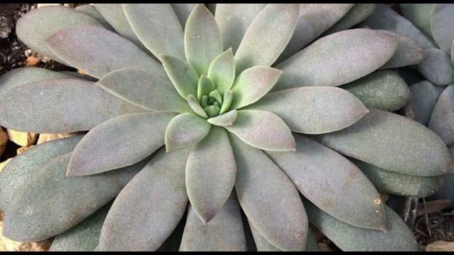 30 TIPOS DE ECHEVERIA E SEUS NOMES смотреть онлайн