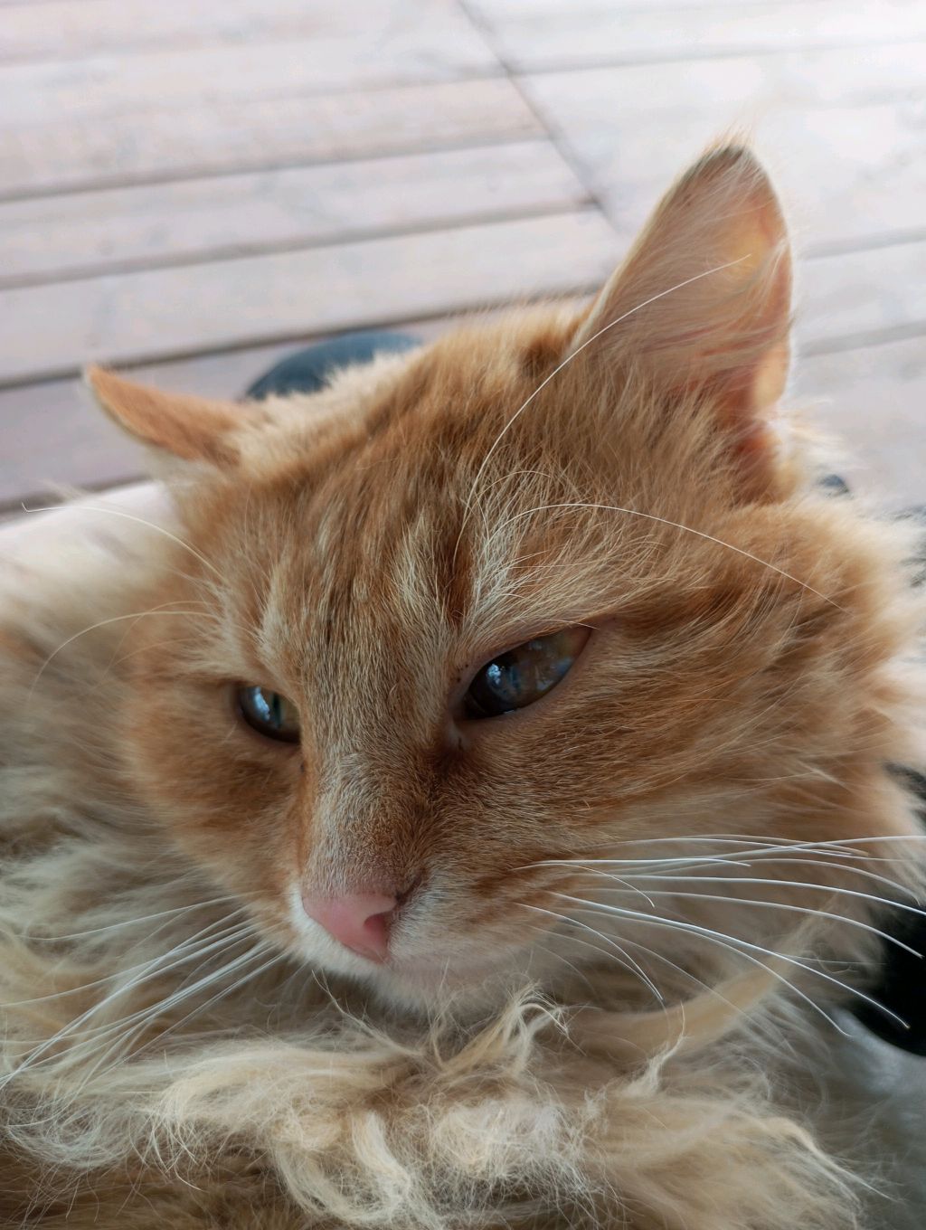 котики в деревне