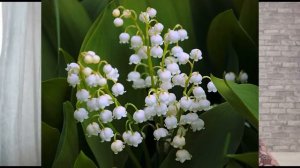 Весенние первоцветы