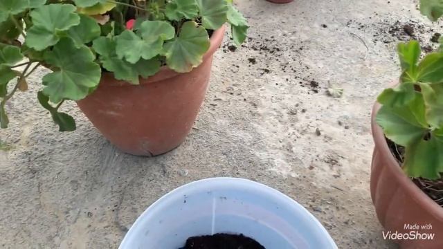 Пеларгония. Это обязательно надо сделать с пеларгонией перед тем как занести в дом!!!! смотреть онлайн