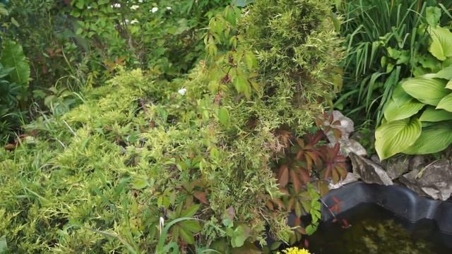 Хвойные кустарники