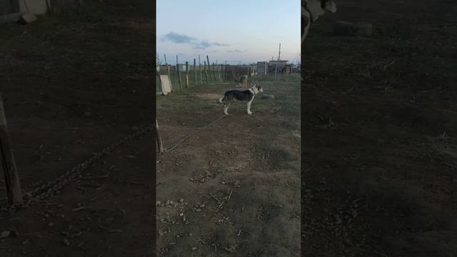 Кавказский волкодав Алаш. смотреть онлайн