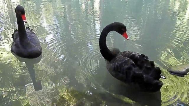 Black Swan. Черные лебеди в дендрарии Сочи Адлер Sohci Adler 08.08.2019. смотреть онлайн
