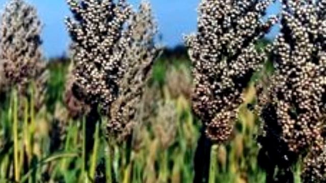 Суданская трава - сорго. Польза смотреть онлайн