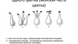 Морфологическое строение цветка. Формула цветка