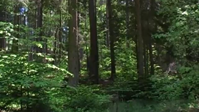 Звуки природы. Живой лес смотреть онлайн