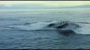 National Geographic Wild. Дикая антарктида