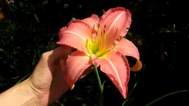 Лилейник N7 Strawberry rose(Клубничная роза ). смотреть онлайн