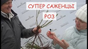 ПРО САЖЕНЦЫ РОЗ ЭТО НАДО ЗНАТЬ ЕЩЕ ДО ПОКУПКИ