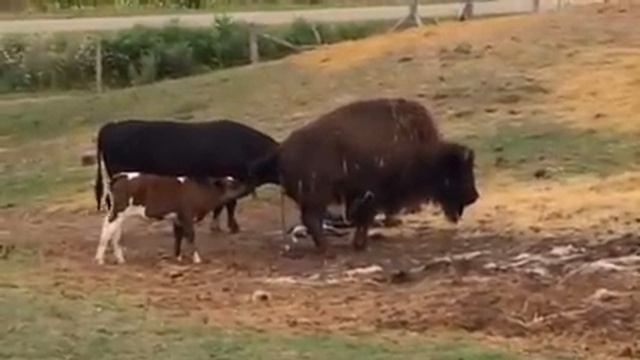 Bison giving birth with beef cow calf смотреть онлайн