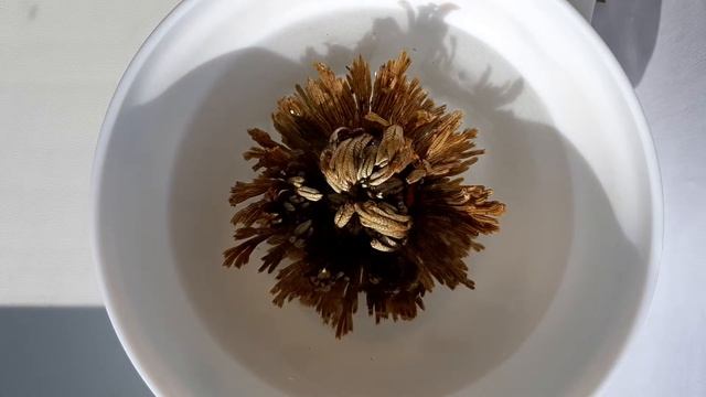 Селагинелла чешуелистная (Selaginella lepidophylla) смотреть онлайн