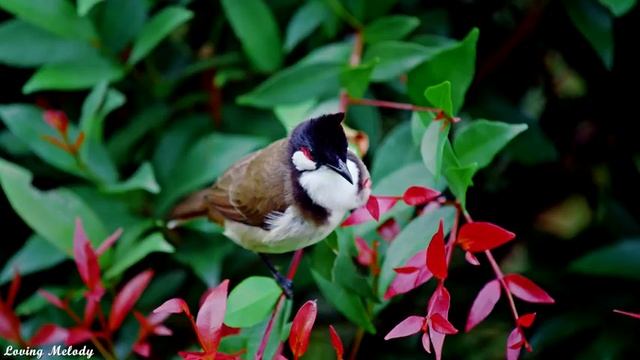 Утренняя расслабляющая музыка, Спокойная музыка, Положительная энергия,Музыка для сна,Учебная музык