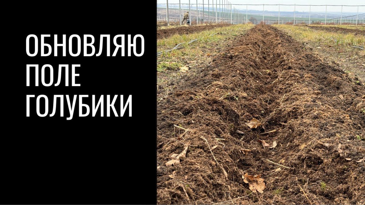 Обновляю поле голубики смотреть онлайн