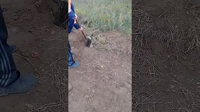 Спасли собаку смотреть онлайн