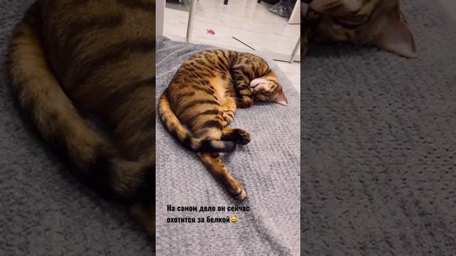 Бенгальский кот дергается во сне, наверное он охотится на белок ? смотреть онлайн