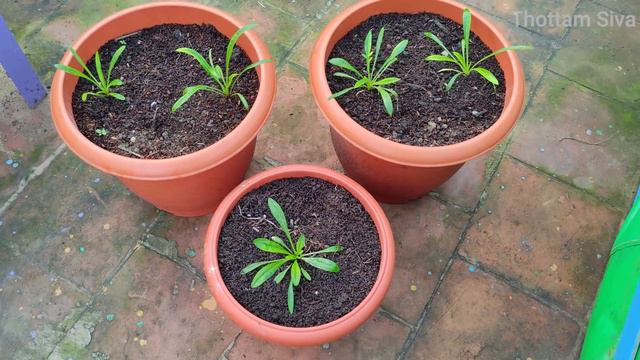 Gazania வளர்க்கலாம் வாங்க !!!. கோடை வெயிலிலும் அழகாய் பூக்கும் பூச்செடி | Tips for growing Gazania смотреть онлайн