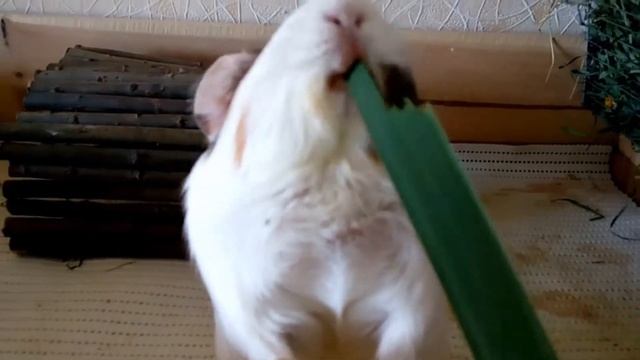 Морская свинка кушает