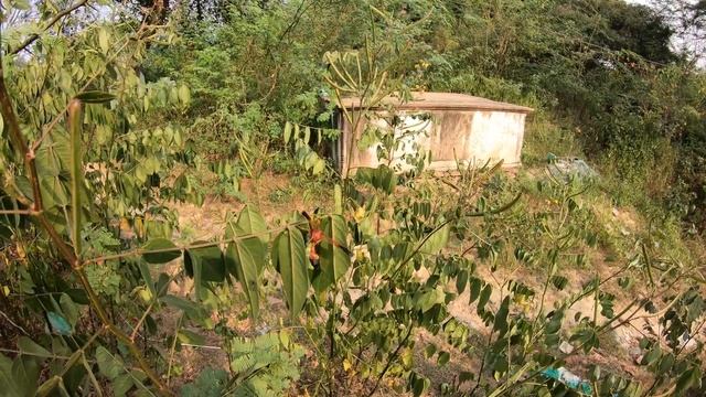 Оса кушает смотреть онлайн