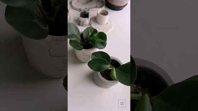 Что будет с гипсовым кашпо, если в него посадить цветы? смотреть онлайн