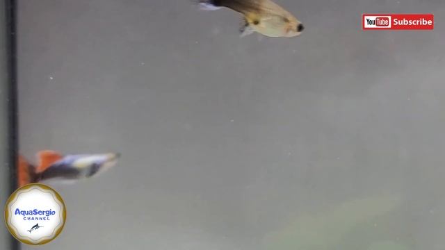 Самцам гуппи нужны самки /males guppie need females смотреть онлайн
