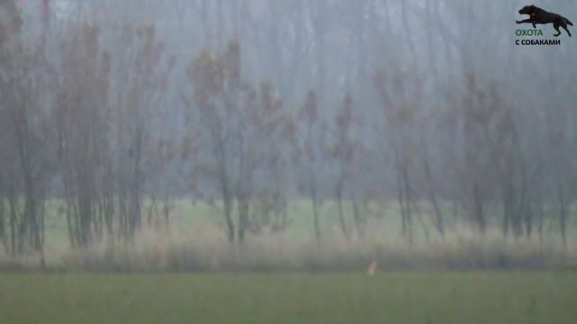 ОХОТА НА ЗАЙЦА С СОБАКАМИ. 8 часть смотреть онлайн