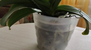 Как быть если корни орхидей выходят из дырочек горшка? Все очень просто!