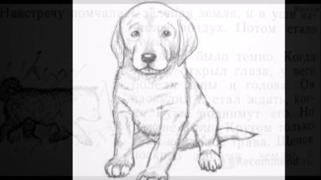 "Белый щенок ищет хозяина" смотреть онлайн