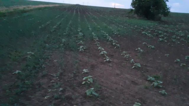 харнес, 2 литра на га, под пред посевную культивацию. смотреть онлайн