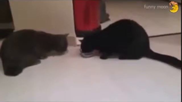 Приколы с животными собаки и кошки видео самые ржачные смотреть онлайн