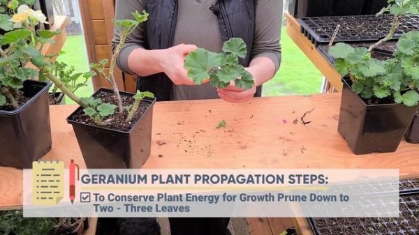 Best Ways To Save Money Growing Geraniums