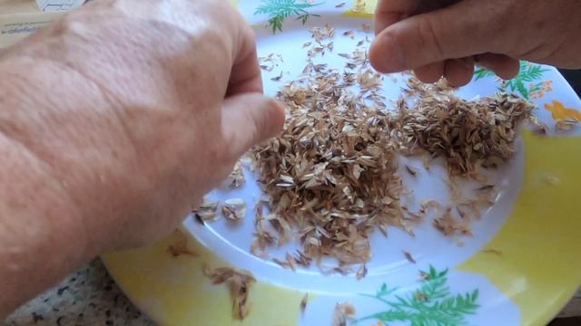 Harvesting Grass Seeds | Melica altissima 'Atropurpurea' смотреть онлайн
